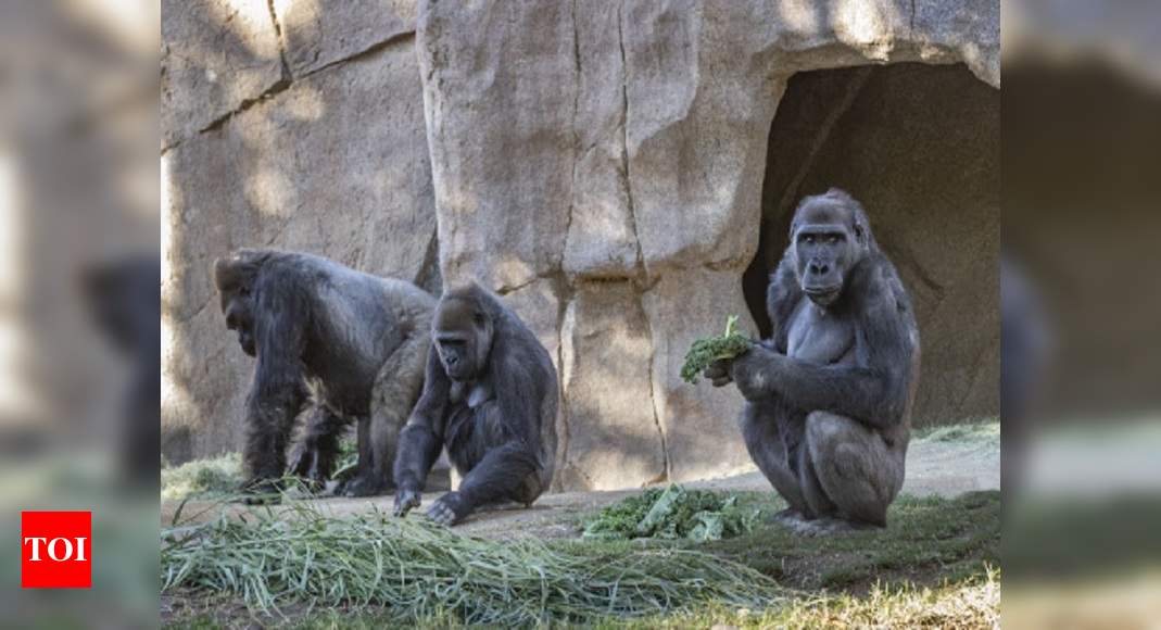 Gorillas test positive for coronavirus at San Diego park - Times of India