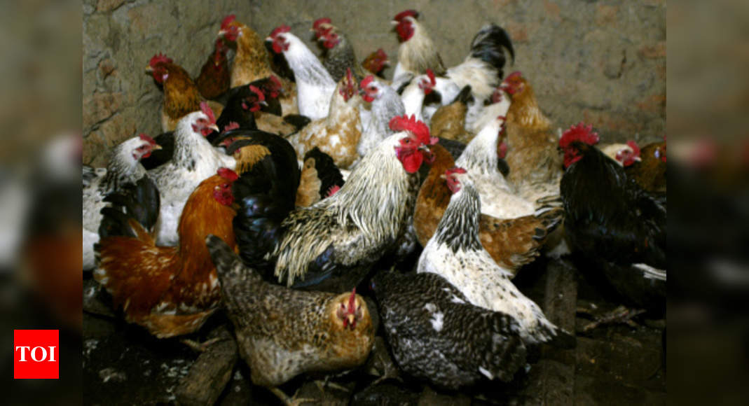 Russia registers first case of people infected with bird flu - Times of India