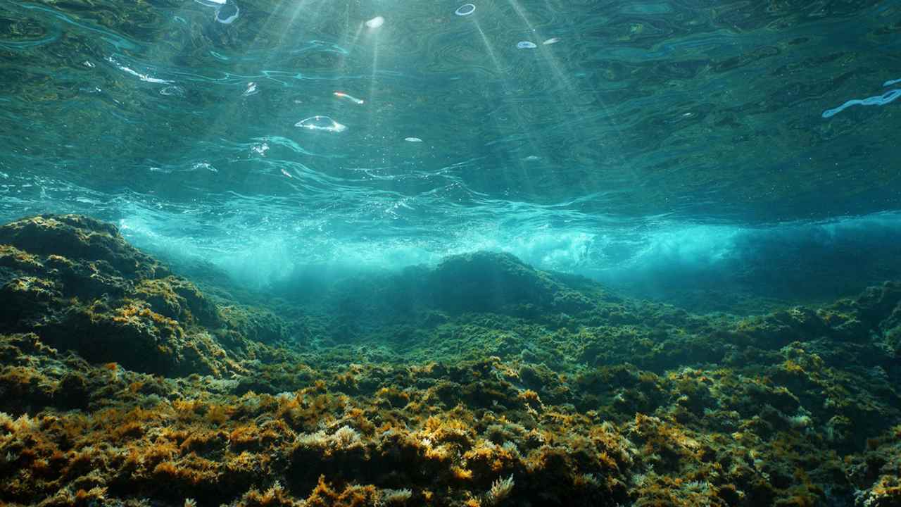 Undersea habitats to change, fragment as human-made sounds drown out their voices: study- Technology News, Firstpost