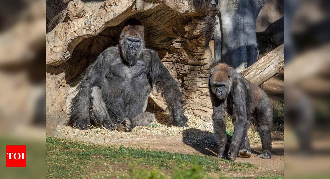 Nine great apes in San Diego become first non-human primates vaccinated for Covid-19 - Times of India