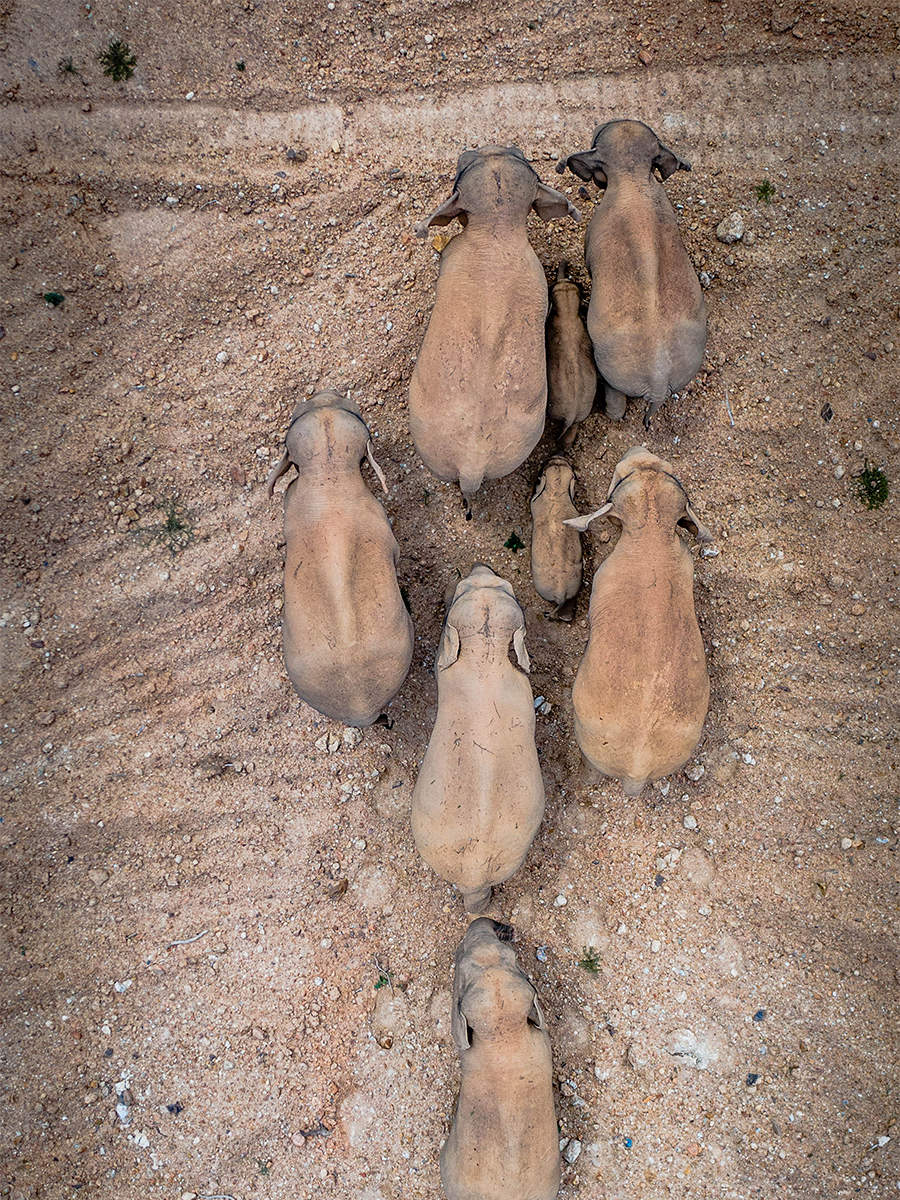 In pics: China’s famous herd of wandering elephants.