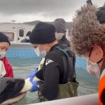 Baby orca dies in New Zealand after fruitless search for mother – Times of India