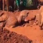 Watch: Video of baby elephants enjoying mud bath in Kenya goes viral