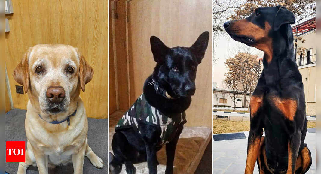 Afghan-returned ITBP canines to now serve in Chhattisgarh anti-Naxal ops | India News - Times of India