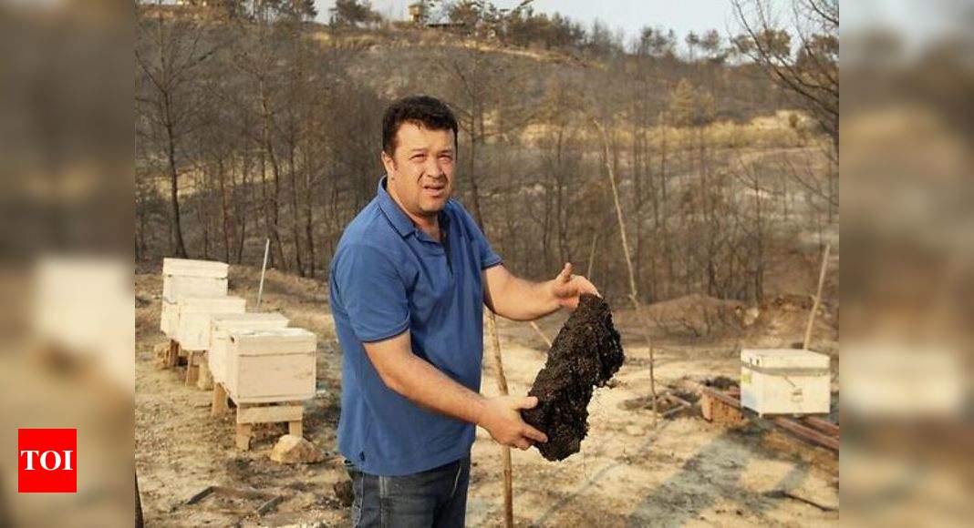 Devastated by wildfires, Turkey's beekeepers see grim future - Times of India